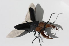 Ross_bug