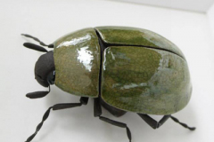 Ross_greenbug