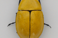 Ross_yellowbug