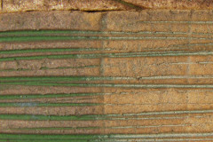 Funky-Surfaces3